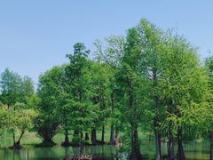 -贡湖湾湿地公园