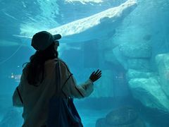 -海合安武汉极地海洋公园