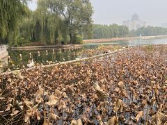 -莲花池公园
