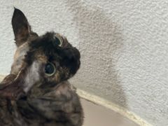 -琪喵猫屋·撸猫猫咖·猫舍