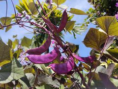 -林旺社区水果市场