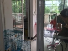 -翊宠yipet猫狗购宠庄园犬舍•猫舍