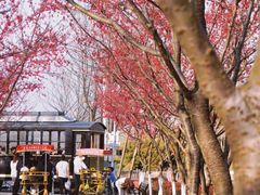 -合肥滨湖国家森林公园
