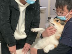 -关爱动物医院·心脏·中兽医·异宠(金牛路分院)