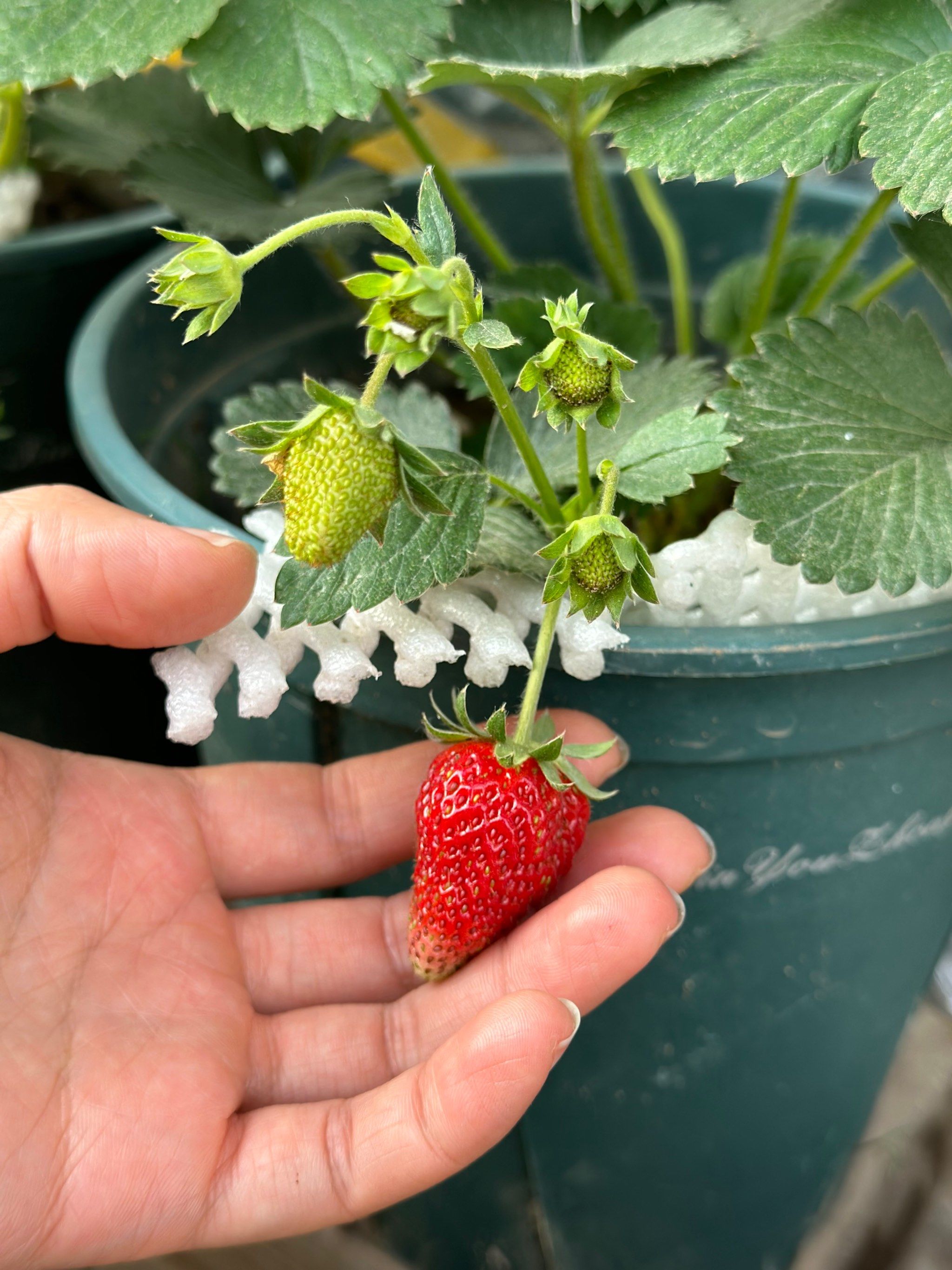 种植草莓真的会快乐