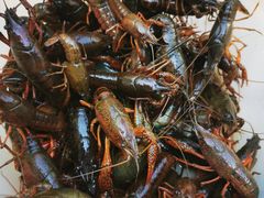 -同銮特种养殖场·龙虾垂钓