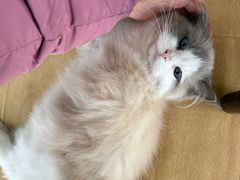 -喵百万·布偶·蓝金金渐层英短·猫舍(百子湾店)