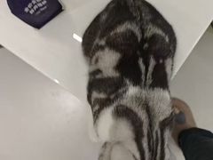 -联合动物医院(光谷诊疗中心)