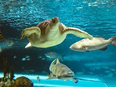 -瑞普利水族馆