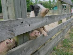 -田园东方蜜桃村的田野营地