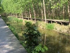 -合肥滨湖国家森林公园