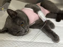 -美联众合动物医院·24h京西诊疗中心