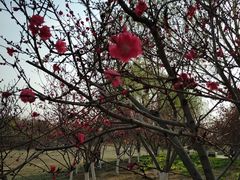 -永定河休闲森林公园