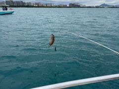 -小猫钓鱼海钓俱乐部(椰梦长廊店)