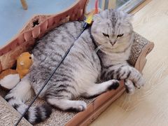 -猫咪派对(江南西店)