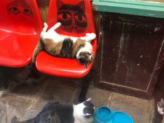 -猫咪博物馆(顶澳仔猫街店)