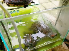 -吴山花鸟城-停车场