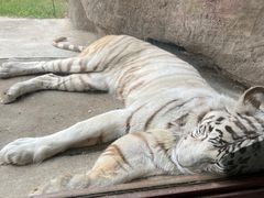 -齐齐哈尔龙沙动植物园
