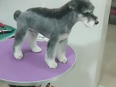 -宠爱有家宠物生活馆