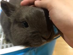 -藦茜花园宠物主题亲子互动体验馆(国顺东路店)