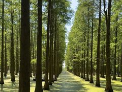 -渌洋湖湿地公园