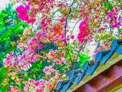 -深圳国际园林花卉博览园