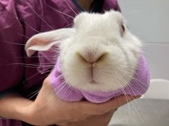 -爱诺耐芙动物医院(万博店)