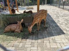 -长白岛森林公园