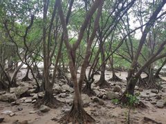 -宝安西湾红树林湿地公园