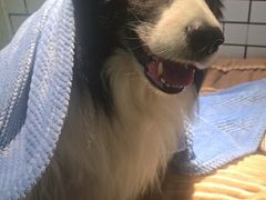 -趣玩宠物乐园寄养训犬训狗游泳池