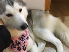 -Husky Go! 哈士奇体验馆·宠物咖啡厅狗咖
