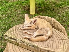 -西霞口神雕山野生动物世界