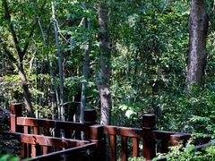 -上海佘山国家森林公园天马山园