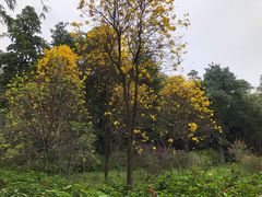 -云溪植物园
