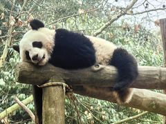 -都江堰中华大熊猫苑