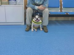 -美联众合动物医院(·中兽医·疑难杂症·严家桥分院)