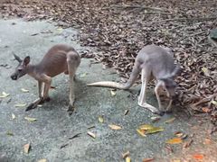 -清迈夜间动物园