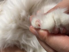 -悠尼宠物·独立低压伊珊娜洗护·美容·寄养(兰谷路店)