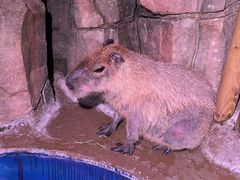 -正佳雨林生态植物园