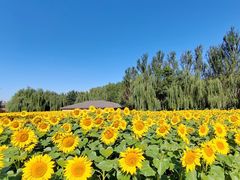 -长白岛森林公园