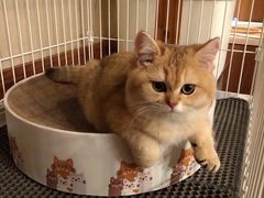 -东方名猫馆·英短金渐层布偶猫舍(环线广场1号楼店)