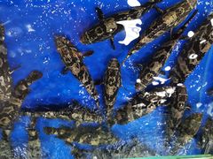 -东江海鲜酒家(艺都分店)