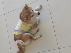-怪兽屋·羊驼·猫咖·狗咖(俊华广场店)