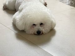 -瑞鹏宠物医院·骨科·猫科·内科(第一中心)