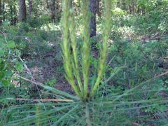 -帽儿山国家森林公园