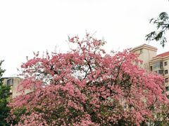 -溪岸路花鸟市场