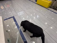 -瑞派名望24h动物医院异宠专科·猫专科·骨科·重症监护分院