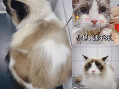 -BABIT巴比特宠物(MOMOPARK店)
