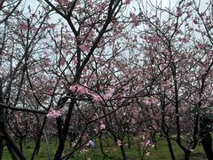 -天适樱花悠乐园