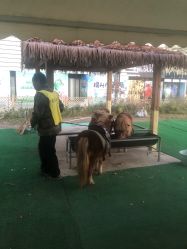 -萌宠亲子动物乐园(槐房万达店)